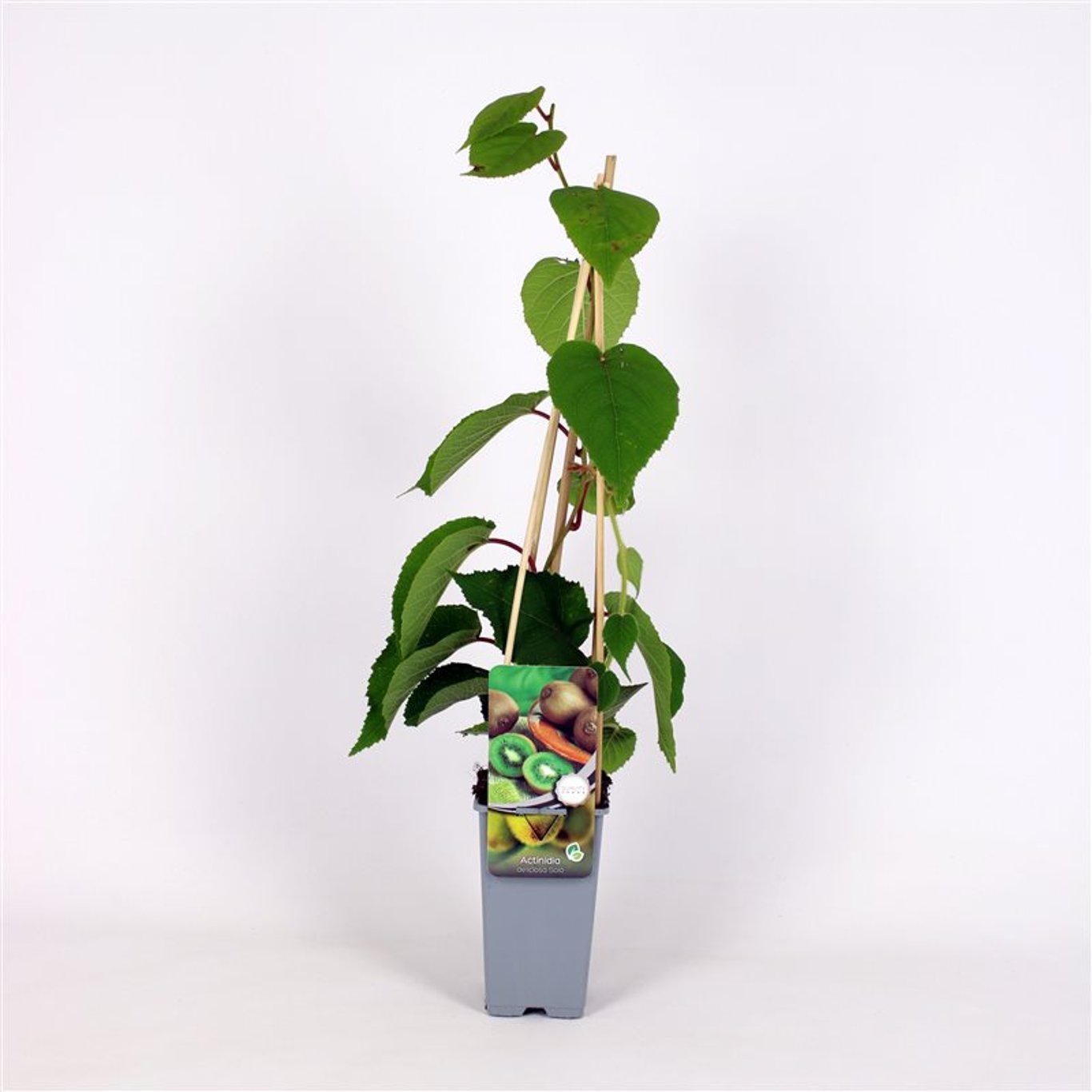 Actinidia d. 'Solo' - C2 70/+ CM